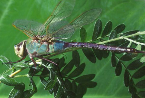 giant dragonfly extinct