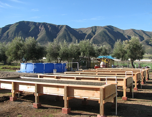 Image above: A large aquaponics setup in Ensenada, Mexcio . From ...