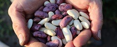 http://islandbreath.blogspot.com/2017/06/growing-better-bush-beans.html